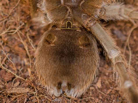 male tarantula.